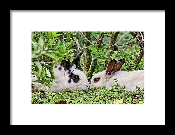 Rabbits Framed Print featuring the photograph Love Bunnies in Costa Rica by Peggy Collins