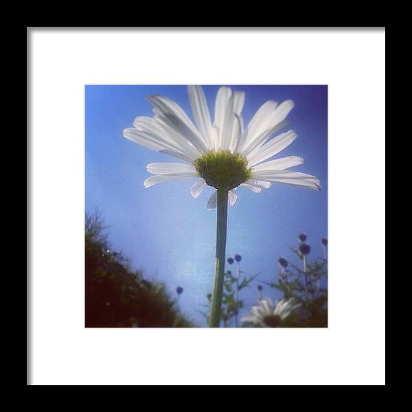 Flower Framed Print featuring the photograph Standing Tall by Zoe Snowden