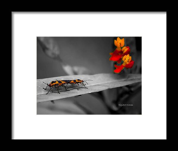 Milkweed Bug Framed Print featuring the photograph Love in the Afternoon by DigiArt Diaries by Vicky B Fuller