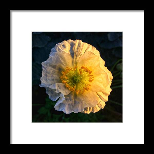 Macro Framed Print featuring the photograph Love in the Morning by Nathan Little
