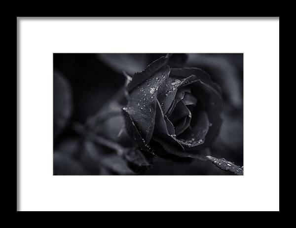  Framed Print featuring the photograph Sweet Love Roses and Water by Miguel Winterpacht
