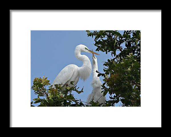 Great Egrets Framed Print featuring the photograph Love Signals by Fraida Gutovich