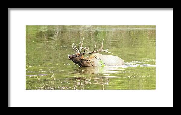 Elk Framed Print featuring the photograph Love Songs by Holly Ross