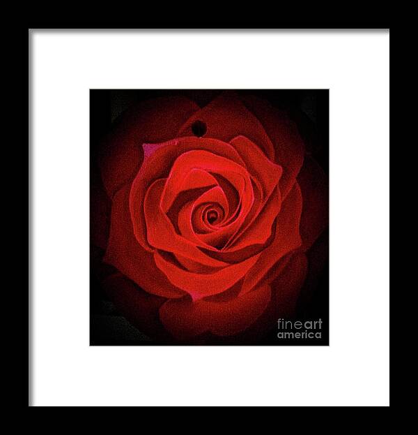 Rose Framed Print featuring the painting Love by Sudakshina Bhattacharya