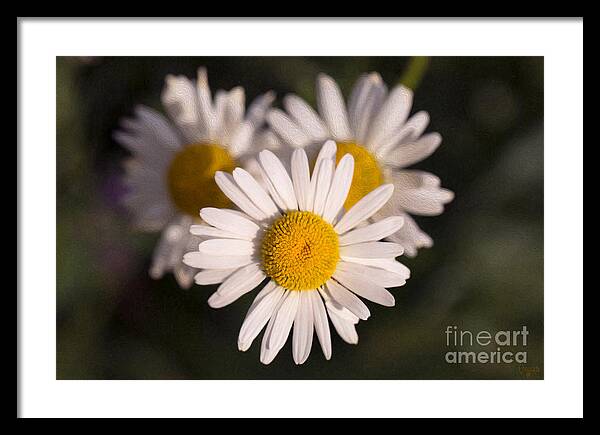 2x3 (4x6) Framed Print featuring the photograph Love Triangle Methow Valley Flowers by Omashte by Omaste Witkowski