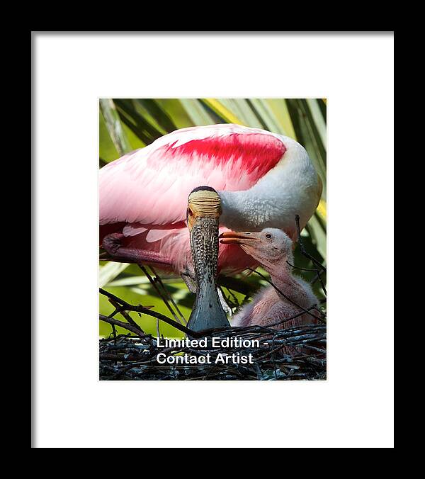 Roseate Spoonbill Framed Print featuring the photograph Love You Mom by David Beebe