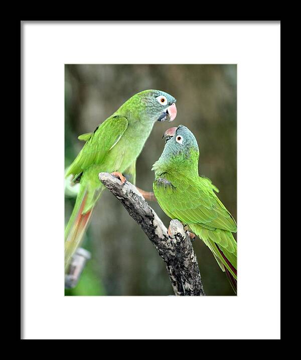 Parrots Framed Print featuring the photograph Lovebirds by Anita Parker