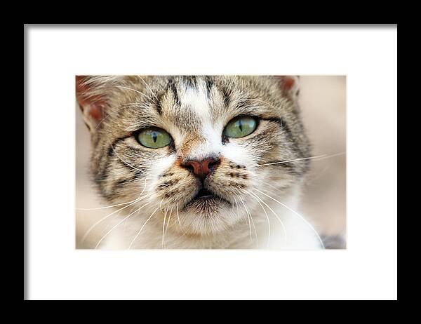 Cat Framed Print featuring the photograph Loved by Munir Alawi