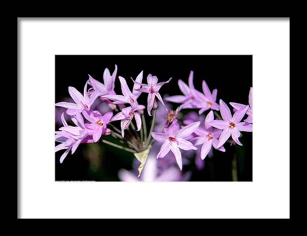 Lilac Flowers Framed Print featuring the photograph Lovely in lilac by Mia Alexander
