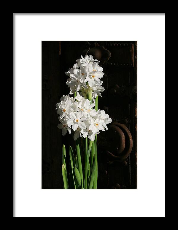 Paperwhites Framed Print featuring the photograph Lovely Paperwhites by Tammy Pool