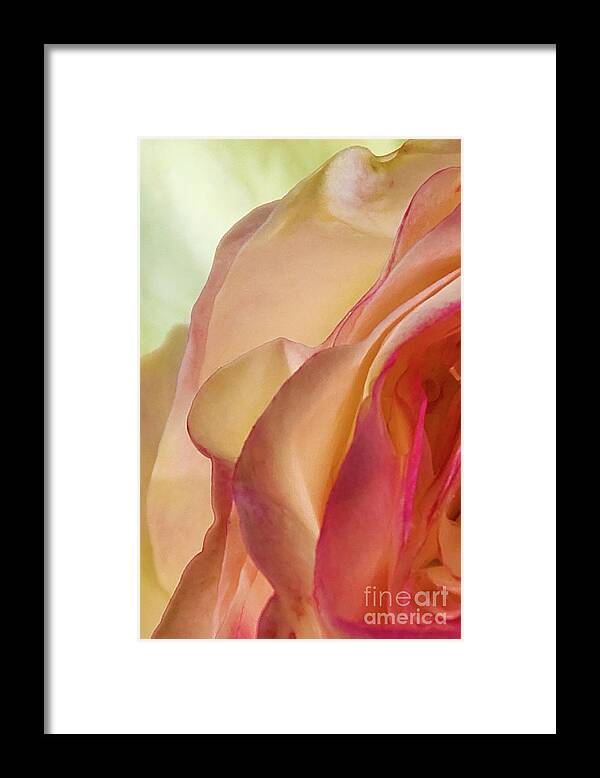 Roses Framed Print featuring the photograph Lovely Yellow Rose Aging Vertical by David Zanzinger