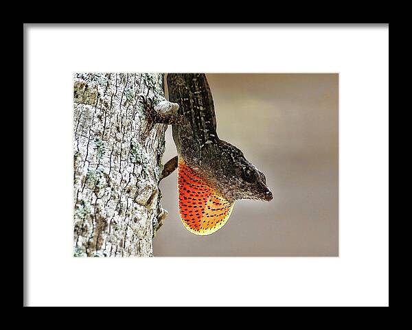 Brown Anole Framed Print featuring the photograph Lover Or Fighter by HH Photography of Florida