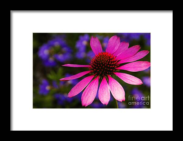 Flower Framed Print featuring the photograph Loves Me Loves Me Not by Linda Shafer