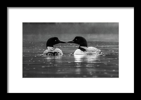 Black And White Framed Print featuring the photograph Loving Loons by Darryl Hendricks