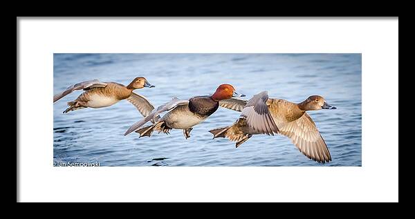 Birds Framed Print featuring the photograph Low glide home by Ian Sempowski