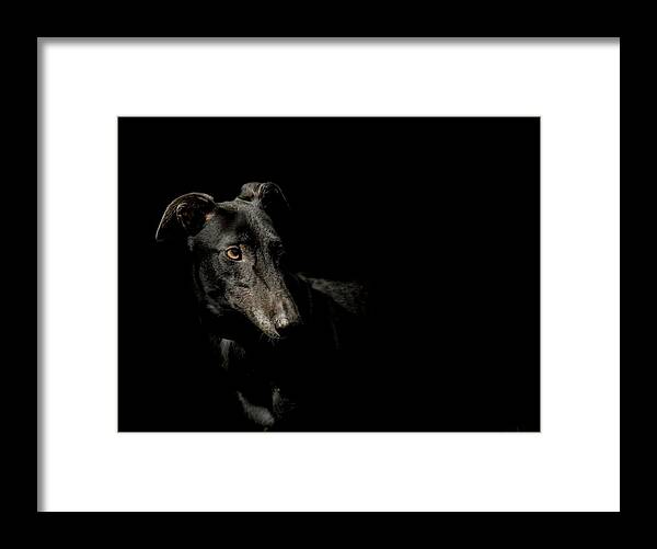 Dog Framed Print featuring the photograph Loyalty by Paul Neville