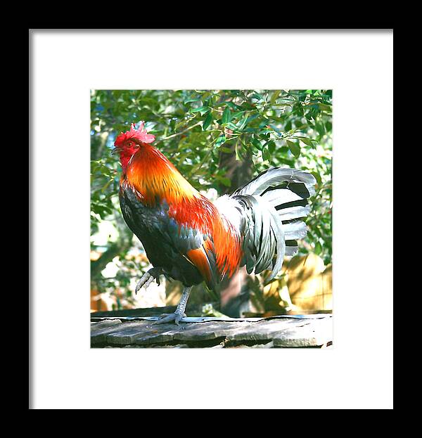 Bird Framed Print featuring the photograph Luchenbach Rooster by Terry Burgess
