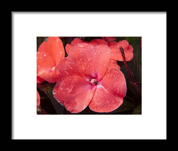 Lucky Framed Print featuring the photograph Lucky Friend by Janis Kirstein