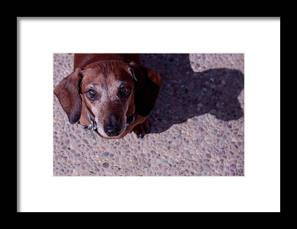 Dog Framed Print featuring the photograph Lucy by Lora Lee Chapman