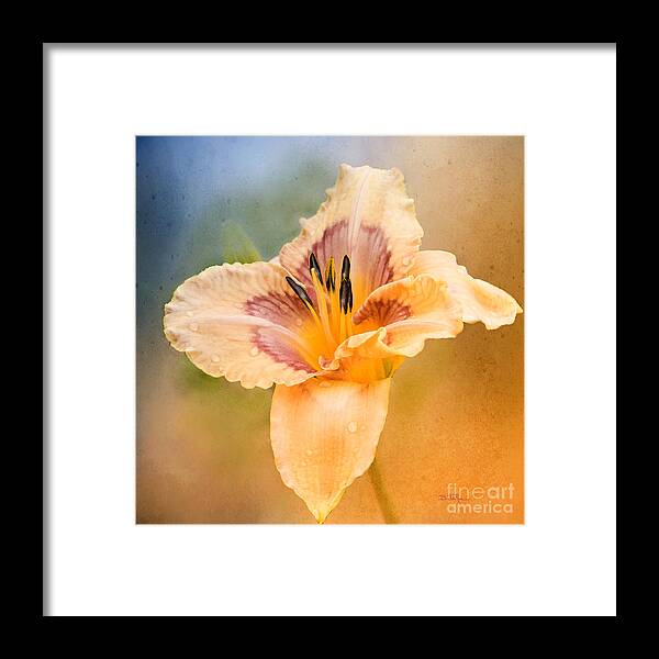 Lilly Framed Print featuring the photograph Luminosity by Betty LaRue