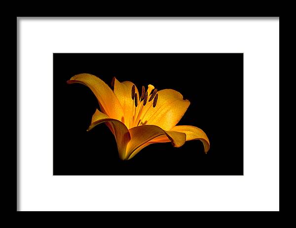 Lilly Framed Print featuring the photograph Luminous Lilly by Len Romanick