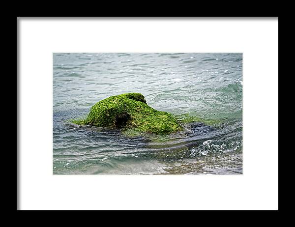 Seal Framed Print featuring the photograph Lumot Moss Seal by Paul Mashburn