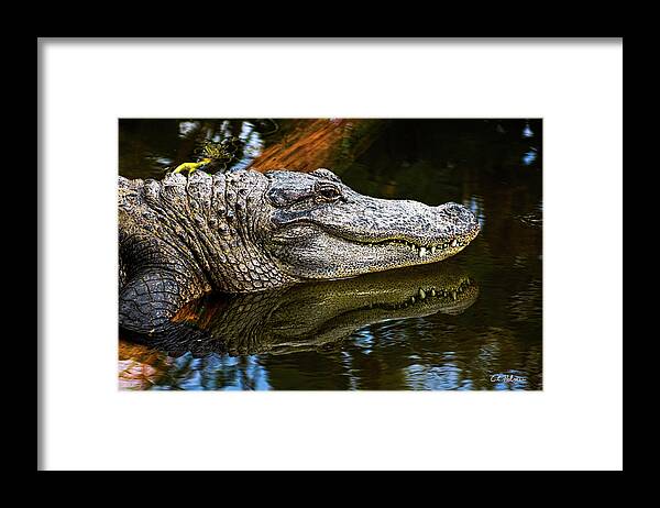 Alligator Framed Print featuring the photograph Lump On A Log by Christopher Holmes