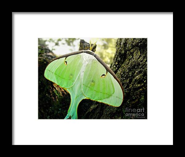 Macro Framed Print featuring the photograph Luna Moth No. 3 by Todd Blanchard