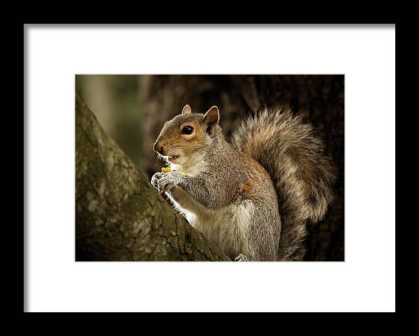 Animal Framed Print featuring the photograph Lunch by Bob Cournoyer