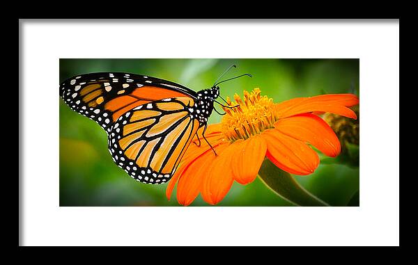 Butterfly Framed Print featuring the photograph Lunch by Heather Hubbard