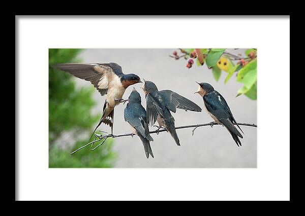 Barn Swallow Framed Print featuring the photograph Lunch Time by Jack Nevitt