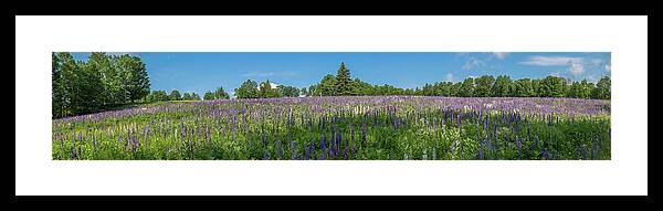 Flowers Framed Print featuring the photograph Lupine Field by Darryl Hendricks