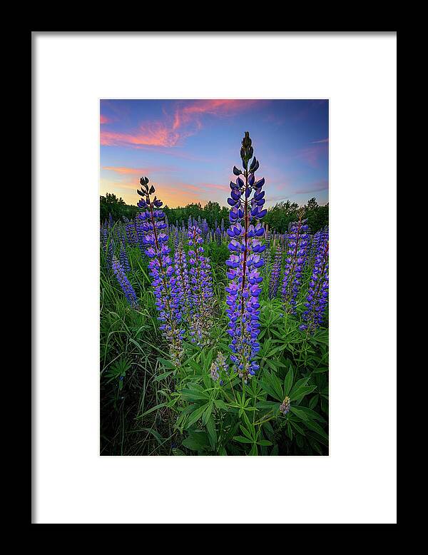 Lupine Framed Print featuring the photograph Lupine At Sunset by Rick Berk