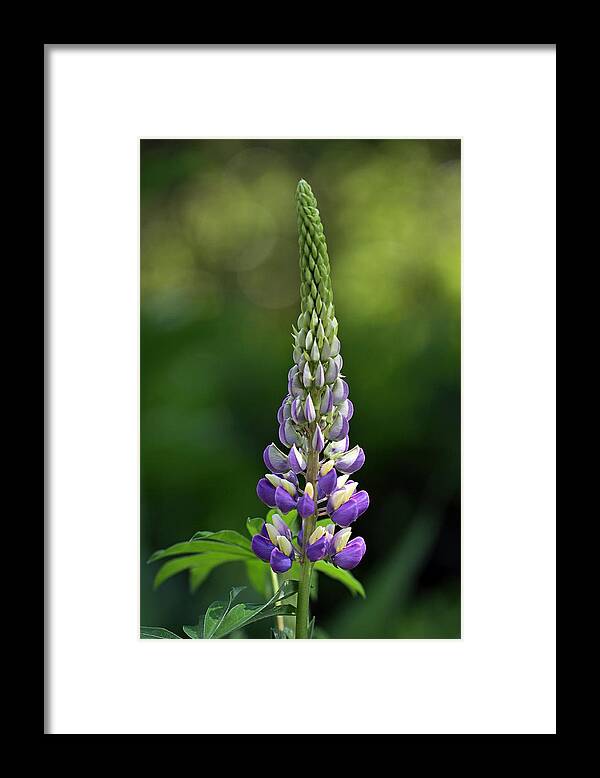 Lupin Framed Print featuring the photograph Lupine by Juergen Roth