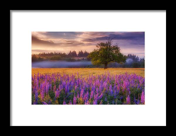 Lupine Framed Print featuring the photograph Lupine Sunrise by Darren White