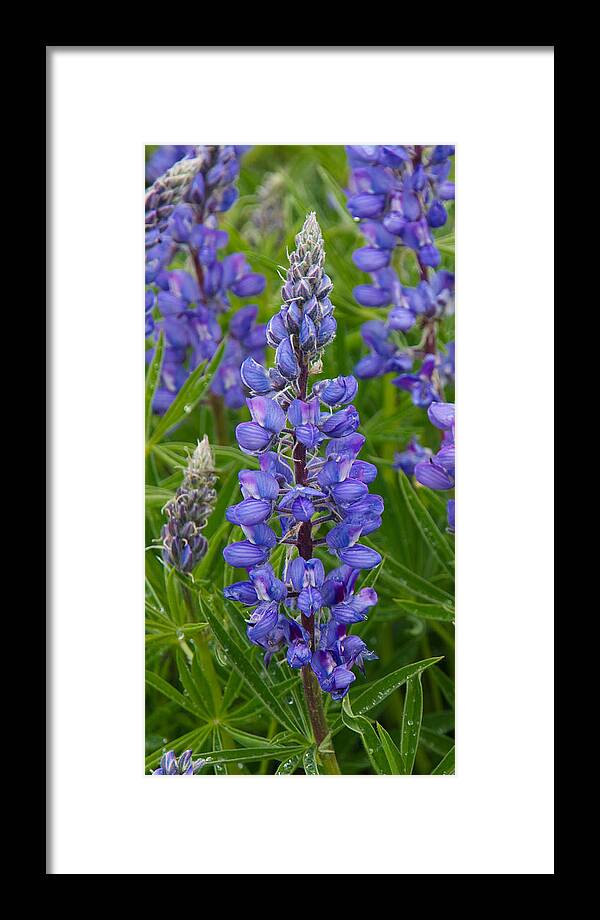 Lupine Framed Print featuring the photograph Lupine Wildflower Vertical by Aaron Spong