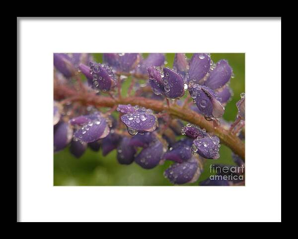 Lupine; Flower; Purple; Raindrops; Maine; New England Framed Print featuring the photograph Lupine with Raindrops by Shirley Whitenack