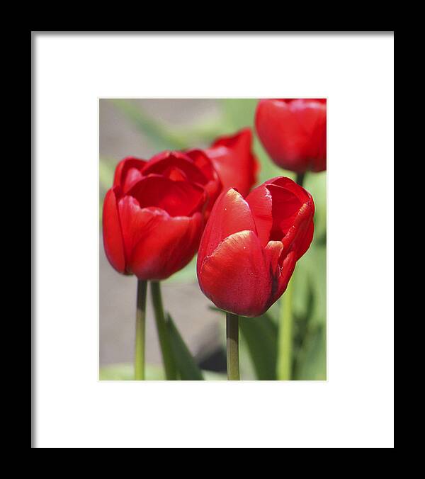 Tulips Framed Print featuring the photograph Luscious Tulips by Mary Gaines
