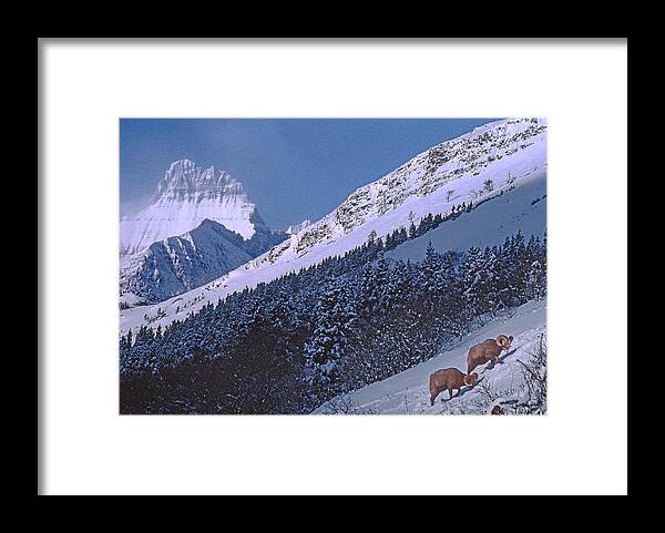 Bighorn Sheep Framed Print featuring the photograph M-08026-12 Bighorn Sheep in Glacier National Park by Ed Cooper Photography