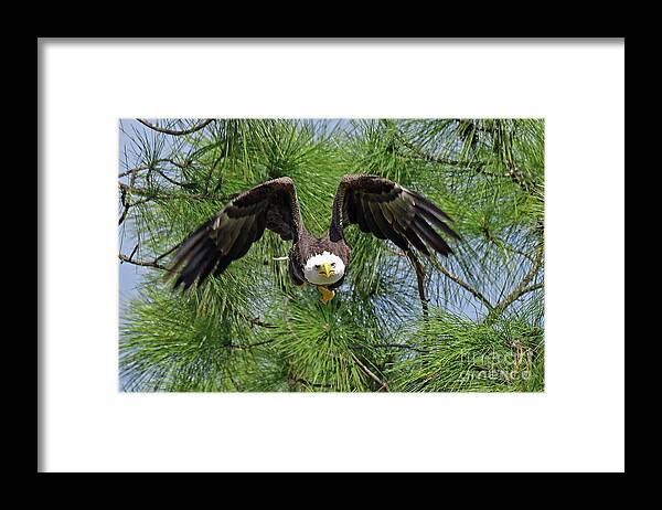 Eagles Framed Print featuring the photograph M15 great take off by Liz Grindstaff