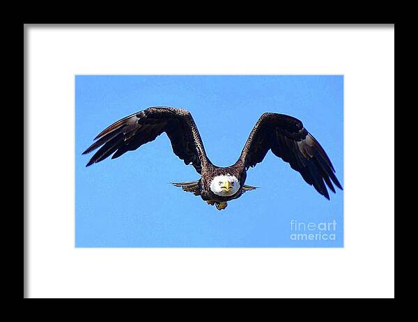 Birds Framed Print featuring the photograph M15 on a mission by Liz Grindstaff