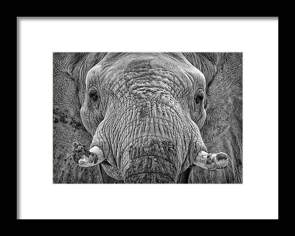 Elephants Framed Print featuring the photograph Mabu Up Close N Personal by Elaine Malott