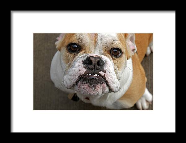 Dog Framed Print featuring the photograph Mac by Off The Beaten Path Photography - Andrew Alexander