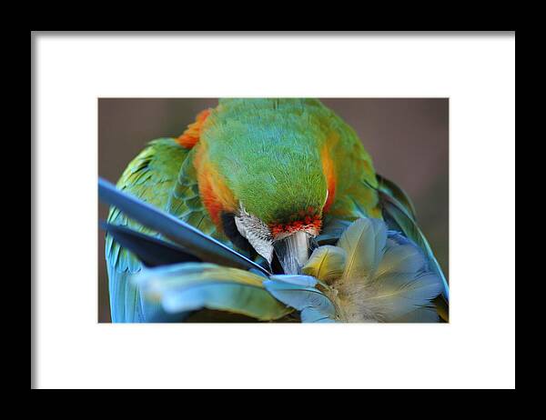 Macaw Framed Print featuring the photograph Macaw by Anita Parker