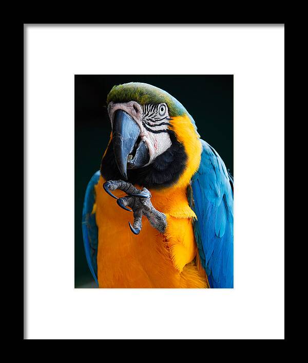 Bird Framed Print featuring the photograph Macaw by Harry Spitz
