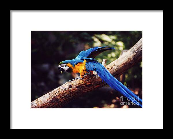 Animal Wildlife Framed Print featuring the photograph Macaw by Helena M Langley