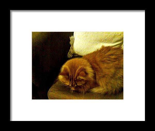 Cat Red Framed Print featuring the photograph Macduff by Bethwyn Mills
