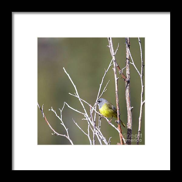 Macgillivray's Warbler Framed Print featuring the photograph MacGillivray's Warbler by Natural Focal Point Photography