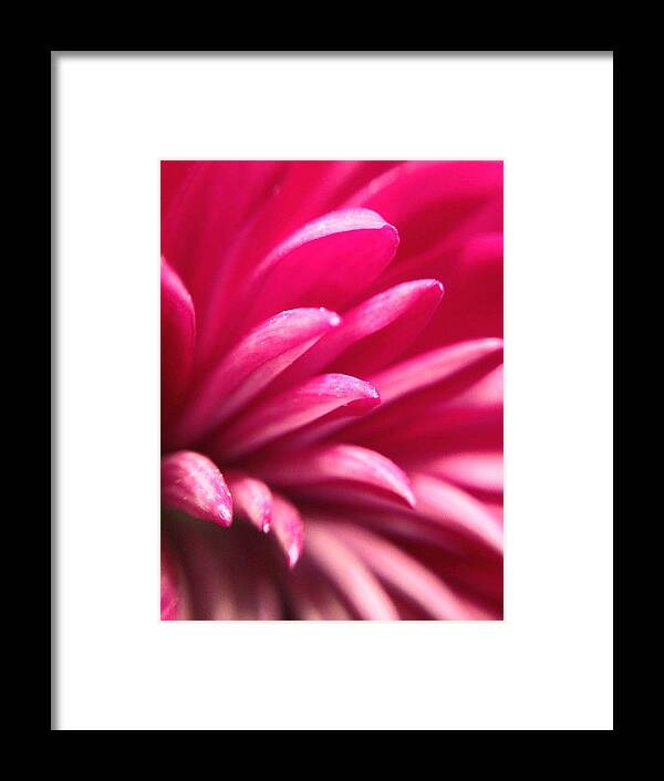 Detail Macro Pink Color Purple Pink Closeup Nature Flower Bloom Blooms Flowers Spring Season Art Colorful Framed Print featuring the photograph Macro Flower 2 by Andrew Rhine