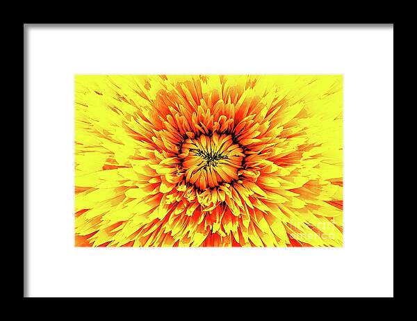 Macro Framed Print featuring the digital art Macro Flower Petals by Phil Perkins